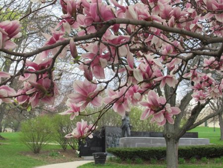 Martin Seen Through A Magnolia
