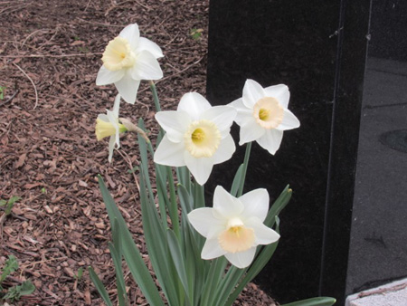 White Daffodils Next To Dr. King
