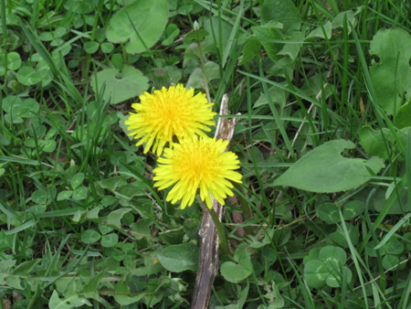 Dandelions