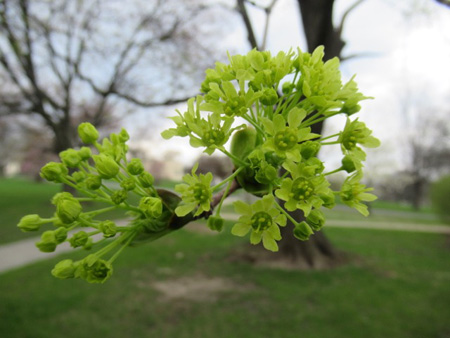 Maple Tree Flowers