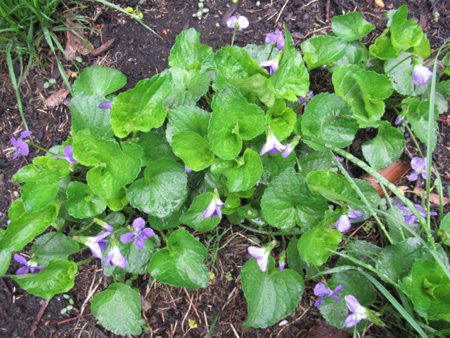 Lawn Violets