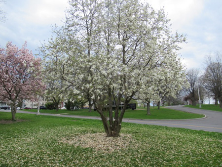 Magnolia Already Dropping Petals
