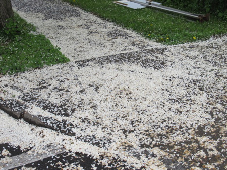 Apple Flower Petals Covering The Sidewalk After A Heavy Rain