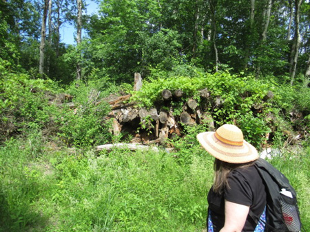 Decaying Cut Logs Along Stylababrack Road