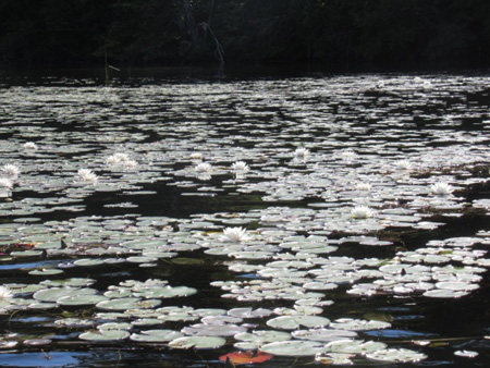 Flowering Lily Pads