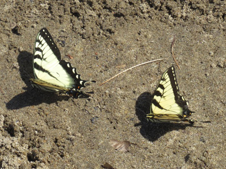 Eastern Tiger Swallowtails