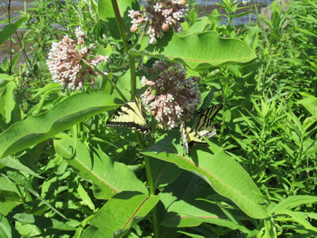 Swallowtails Sipping Nectar
