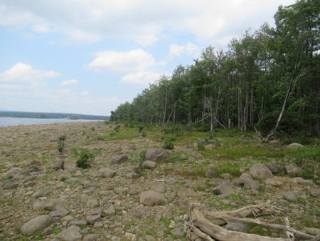 Littoral Zone Ends At The Trees