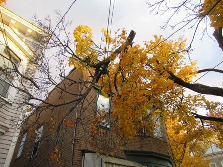 Branches That Busted Off My Poor Dying Maple Tree During A Windstorm And Hung Suspended On The New Cable Strung Earlier That Day By The Comcast Installation Guy