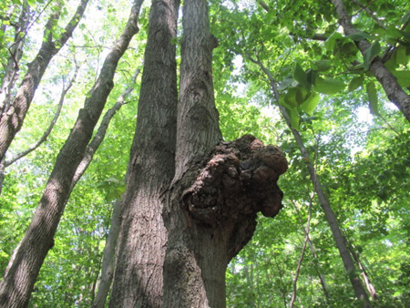 Burl On A Tree, Great Sacandaga