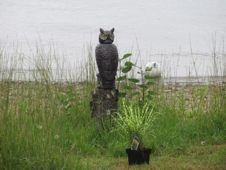 Plastic Owl Supposed To Scare Off Geese, Great Sacandaga