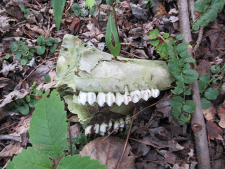 Plastic Owl Supposed To Scare Off Geese, Great Sacandaga