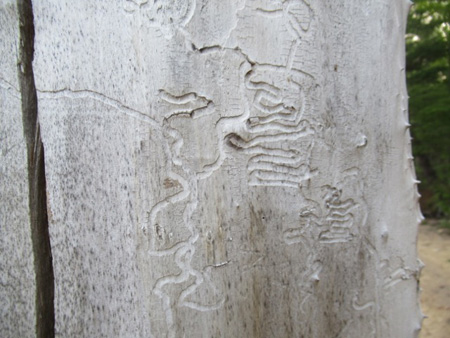 Insect Tracings On A Dead Tree, Great Sacandaga