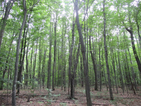 Slender Trees, Great Sacandaga