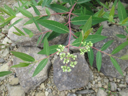 Flowering Plant On A Rocky Shore, Great Sacandaga