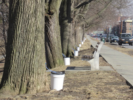 Sap Collection Buckets On Morton Avenue