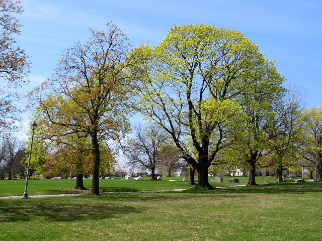 Maples In Bloom