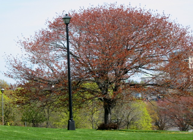 A Big Red Tree