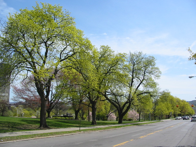 Maples Along Morton Avenue