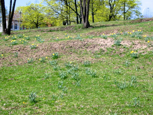 Daffodils