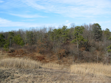 Condemned Pine Bush In Early Spring, As Seen From The Last Dump Expansion