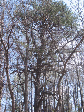 Pitch Pine Tree Choked By Poplars