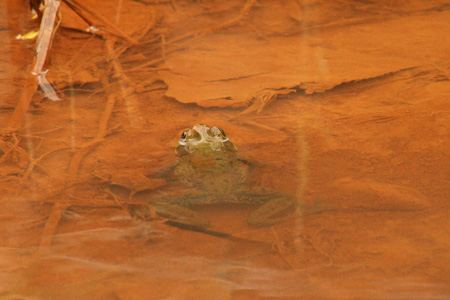 Frog Attempting To Live With Leachate