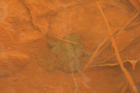 Frog in polluted water