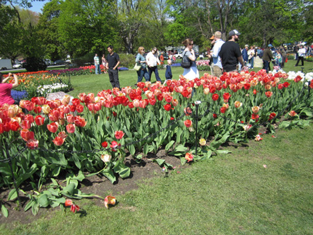 Tulips in Washington Park