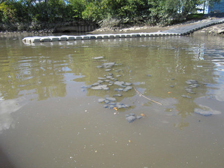 Floating Mats Of Human Waste Near Island Creek Park