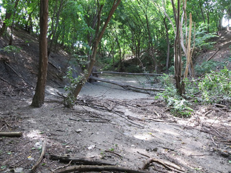 Ten Days After The Flood The Ravine In Lincoln Park Was Still A Mud Flat (Aeration Grate Behind The Fallen Tree)