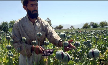 Afghan Poppy Farmer Provides For America