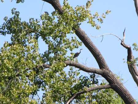 Blue Heron In A Tree Behind The Port Of Albany