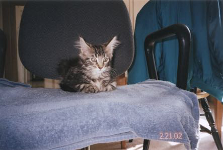 Katekka As A Kitten