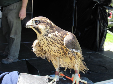 Peregrine Falcon At The Raptor Festival At Schodack Island