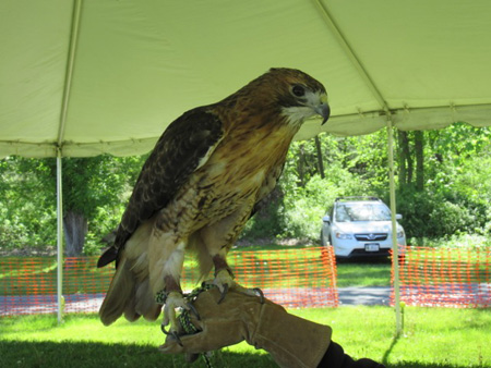 An Enormous Red Tailed Hawk