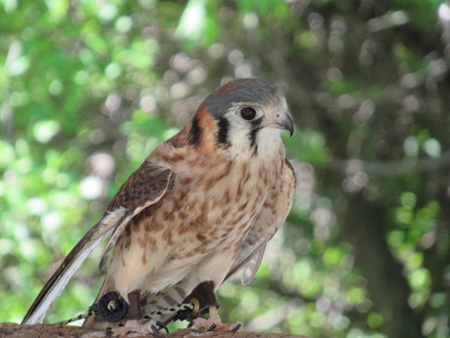 American Kestrel, A Type Of Falcon