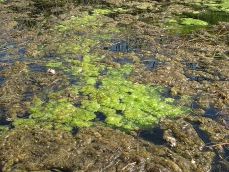 Blue Green Algae Alive And Dead