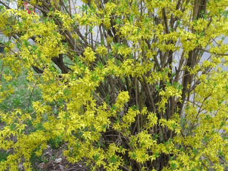 Forsythia Bush Almost Played Out By Early May