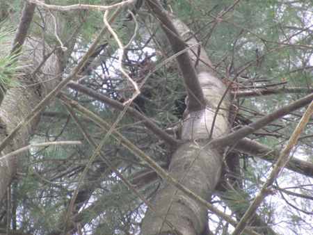 The Bald Eagle Nest I’d Found Last Year