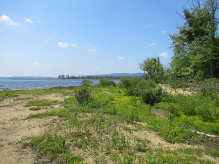 A Sacandaga Littoral Zone