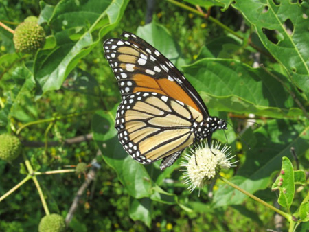 Monarch Butterfly, Great Sacandaga