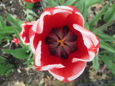 Kelly Triumph Tulip