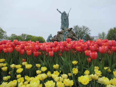 Moses Gestures Above Yellow Foxy Foxtrot Double Earlies and Red American Dream Darwin Hybrids`