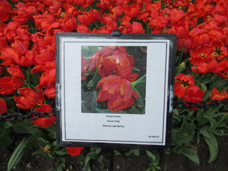 Placard For Flower Power Parrot