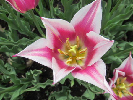 Ballade Lily Shaped Tulip