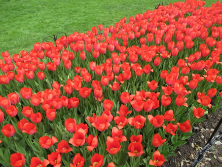 City Of Vancouver Single Late Tulips