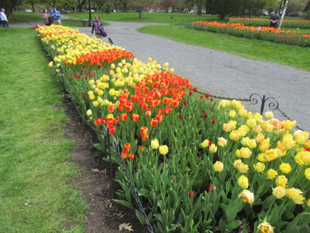 Red And Yellow Banja Luka Darwin Hybrids with Akebono Single Late Tulips, Kingsblood Single Lates Just Starting To Bloom
