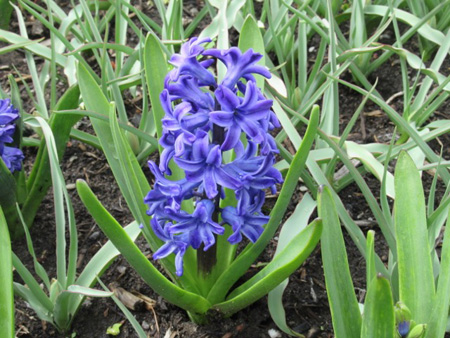 Blue Jacket Hyacinth