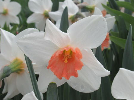 Accent Daffodil
